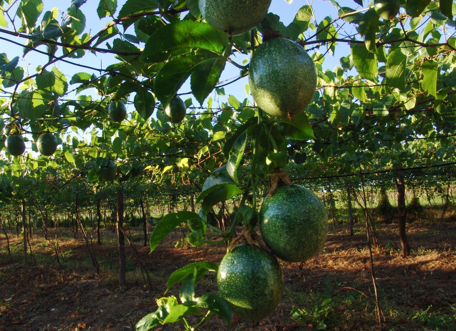 Plantar-fruta-de-la-pasion-condiciones-del-suelo-el-clima-y-como-preparar-el-terreno.jpg